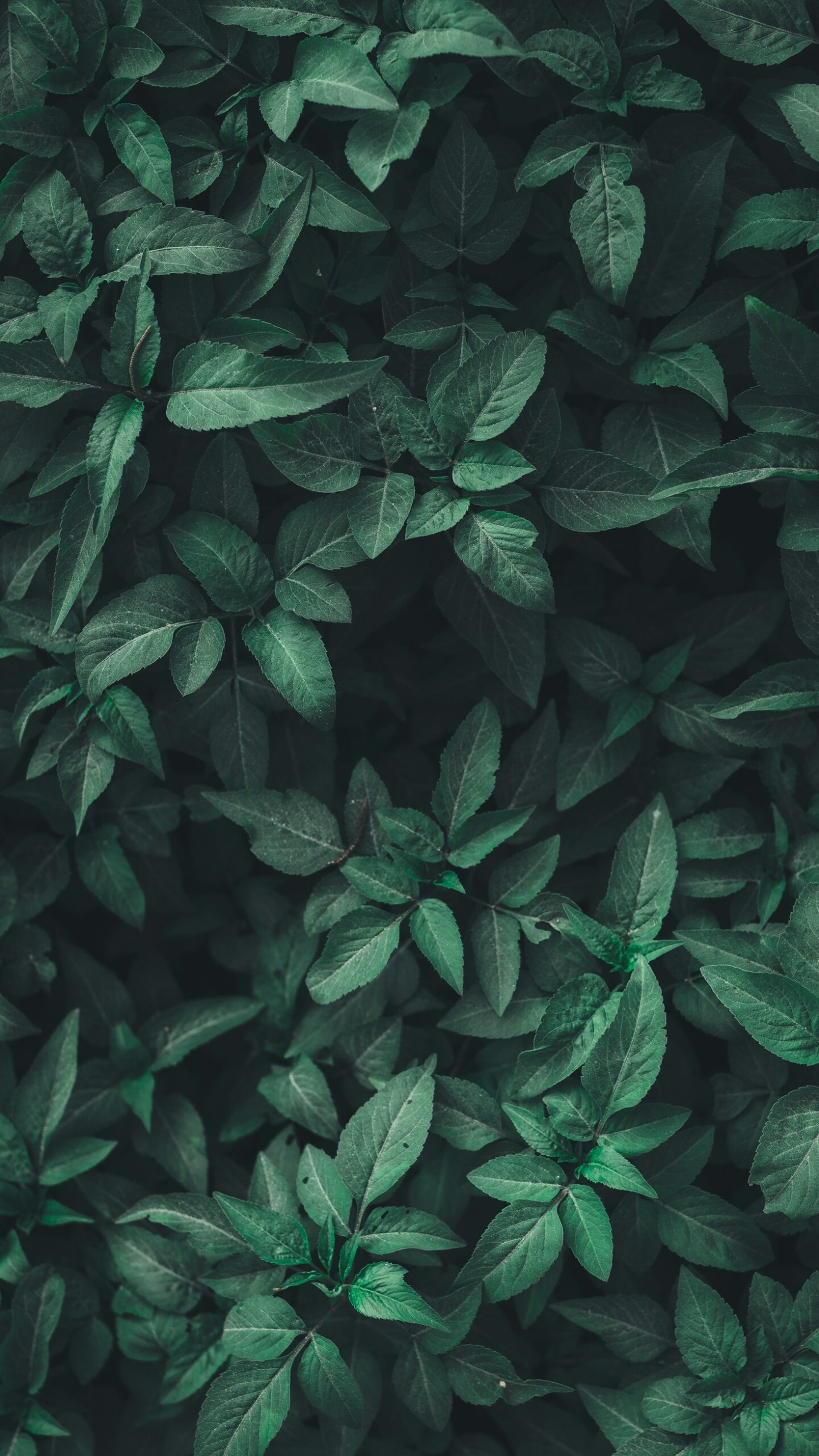 Protecting Plant Data: A Cyber Perspective
